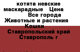 котята невские маскарадные › Цена ­ 18 000 - Все города Животные и растения » Кошки   . Ставропольский край,Ставрополь г.